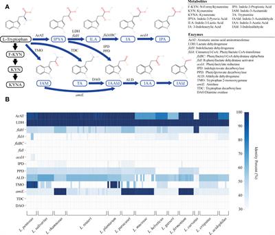 Uncovering the specificity and predictability of tryptophan metabolism in lactic acid bacteria with genomics and metabolomics